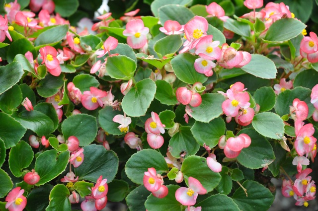 B. ‘Bada Bing Rose Bicolour’